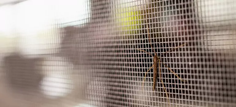 Repair Mosquito Mesh For Windows in Adelaide, South Australia